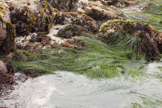 Image of Scouler's surfgrass