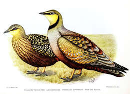 Image of Pterocles Temminck 1815