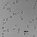 Image of Zygosaccharomyces bailii (Lindner) Guillierm. 1912