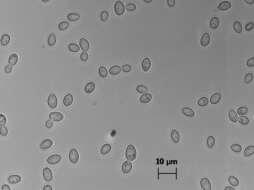 Слика од Zygosaccharomyces bailii (Lindner) Guillierm. 1912