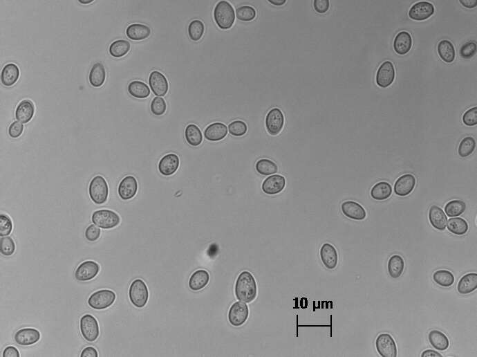 Sivun Zygosaccharomyces bailii (Lindner) Guillierm. 1912 kuva