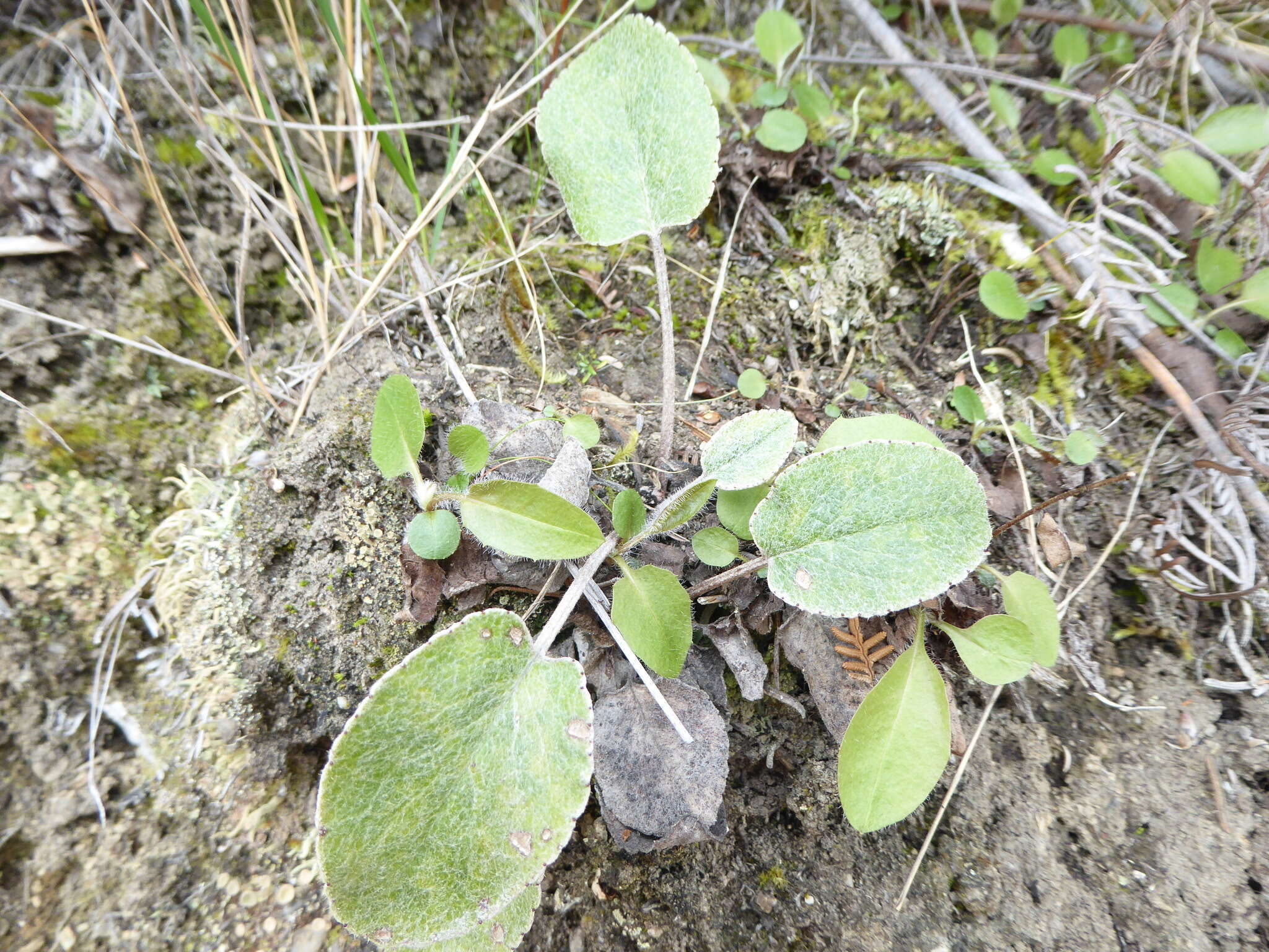 Image of Brachyglottis southlandica (Cockayne) B. Nord.