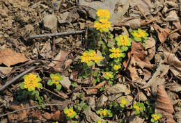 Image of Chrysosplenium pilosum Maxim.