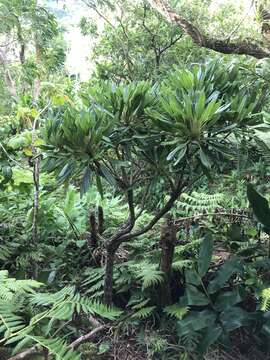 Слика од Clermontia oblongifolia Gaudich.