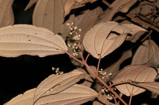 صورة Miconia serrulata (DC.) Naud.