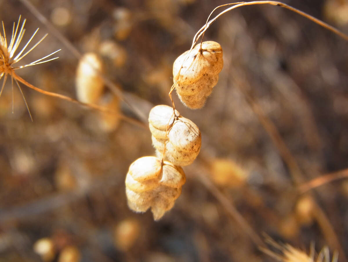 Image of big quakinggrass