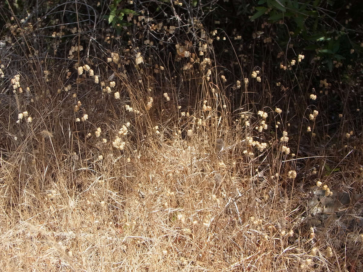 Image of big quakinggrass