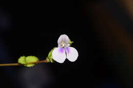 Image of Impatiens lawii Hook. fil. & Thoms.