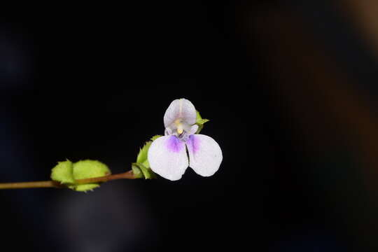 Image of Impatiens lawii Hook. fil. & Thoms.