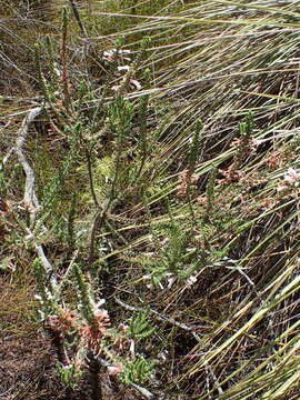 Image of Erica perspicua subsp. perspicua