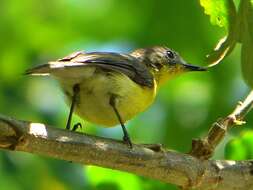 Image of Golden-bellied Gerygone