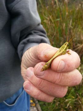 Melanoplus bivittatus (Say 1825)的圖片