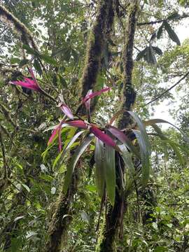 صورة Guzmania wittmackii (André) André ex Mez