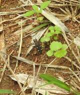 Image of Cicindela (Ancylia) calligramma Schaum 1861