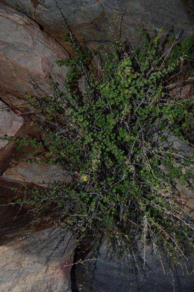 Image of Pelargonium antidysentericum subsp. antidysentericum