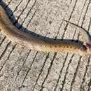 Image of Sind River Snake