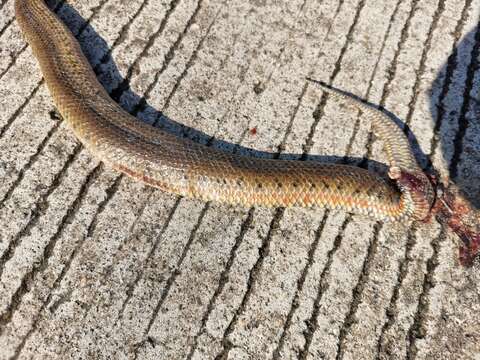 Image of Sind River Snake