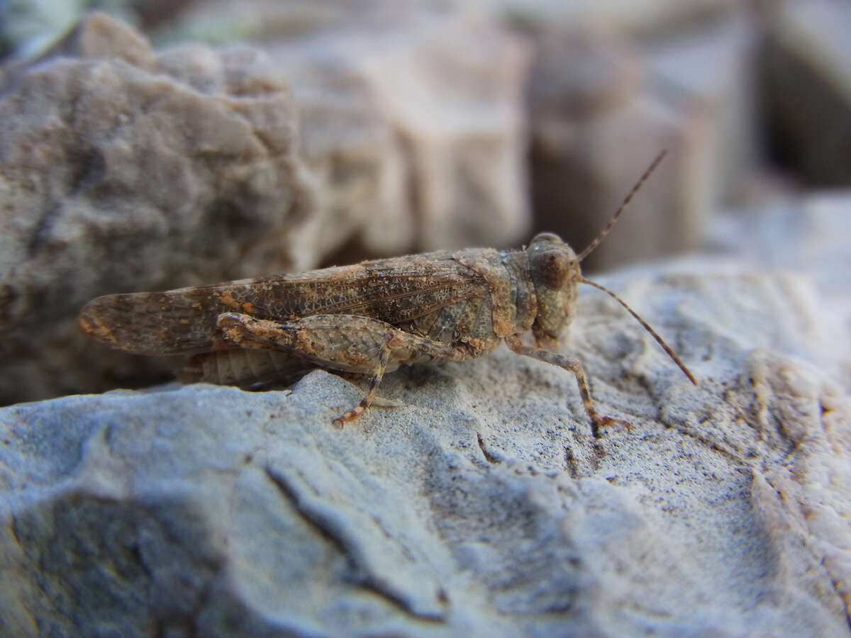 Acrotylus patruelis (Herrich-Schäffer 1838)的圖片