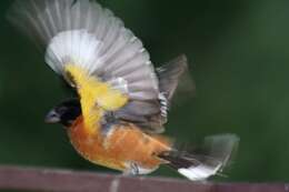 Image of Black-headed Grosbeak