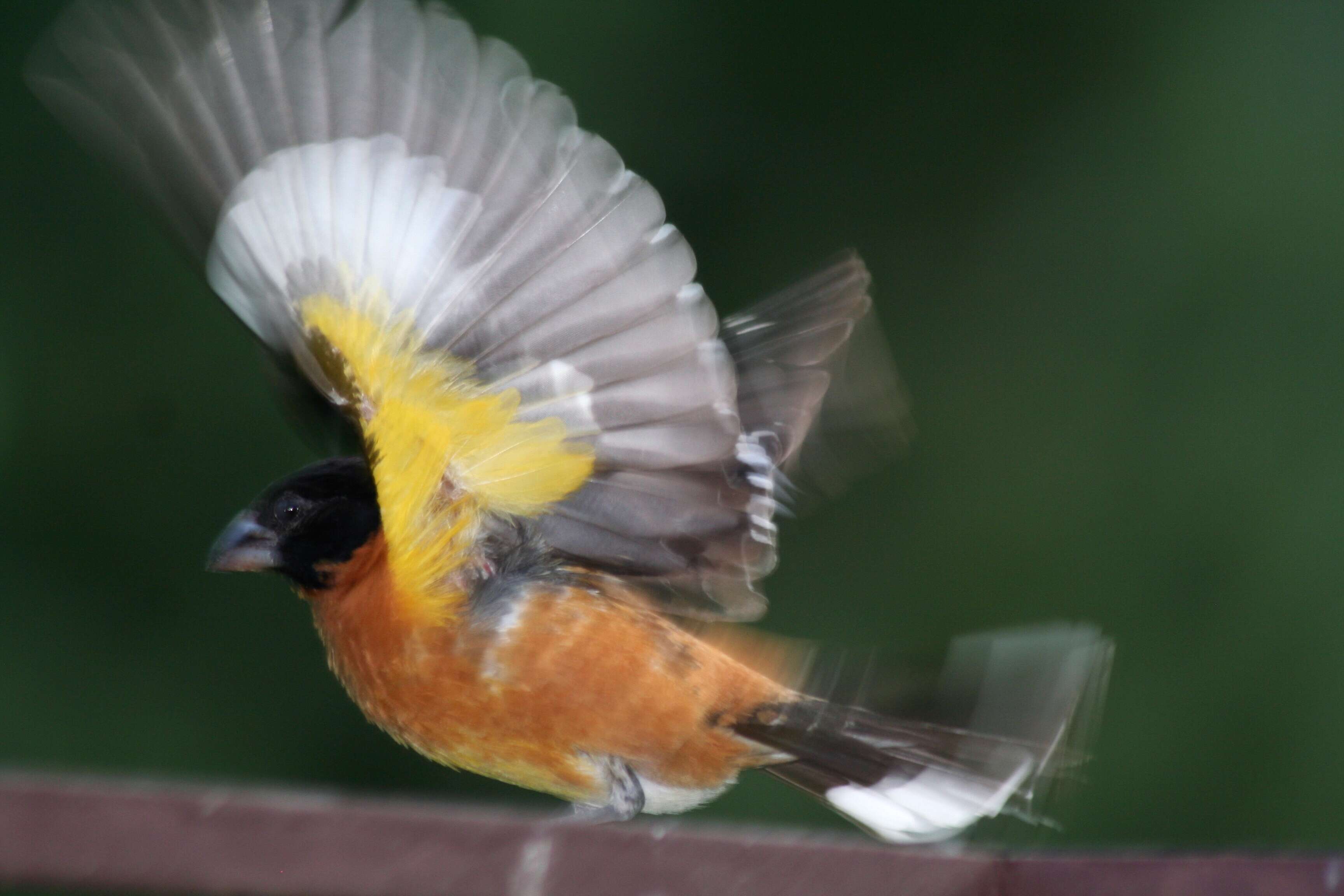 Image of Black-headed Grosbeak