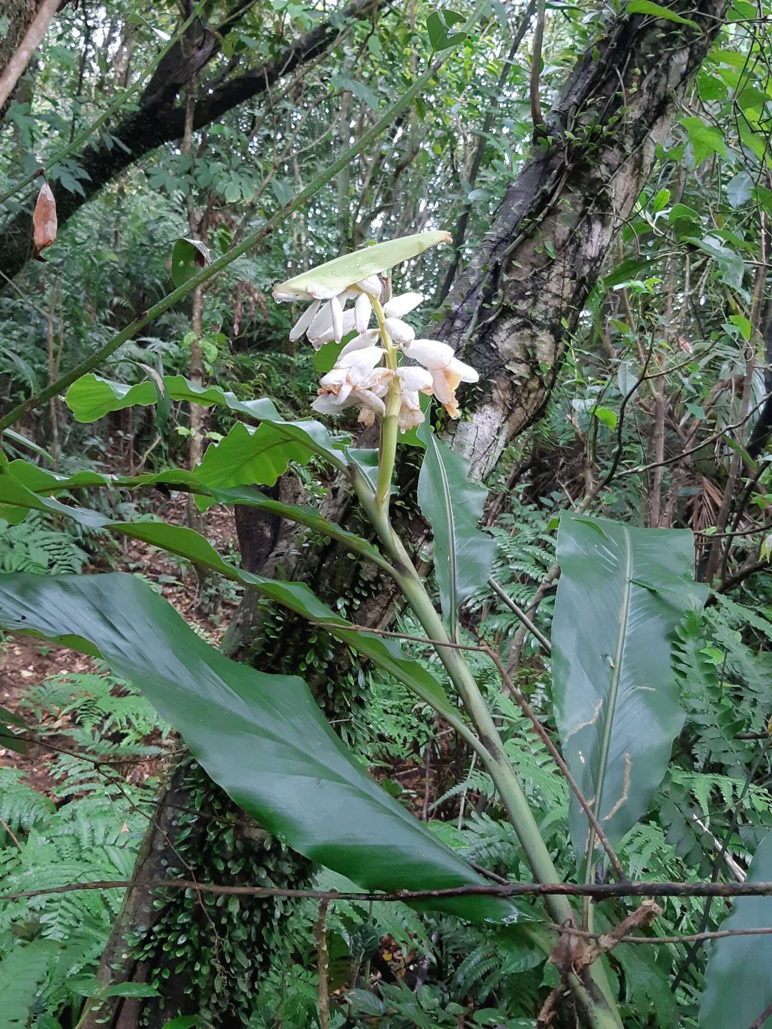 Image of Alpinia uraiensis Hayata