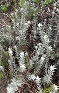 Image of Achyranthemum paniculatum