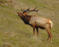 Image of Cervus canadensis nannodes