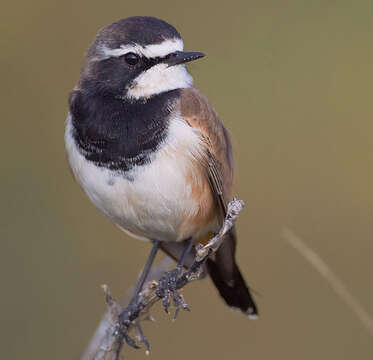 Image of Capped Wheatear