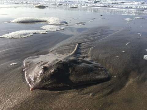 Image of Bering skate