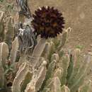 Image of Ceropegia codonoides (K. Schum.) Bruyns