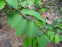 Image de Combretum paniculatum Vent.