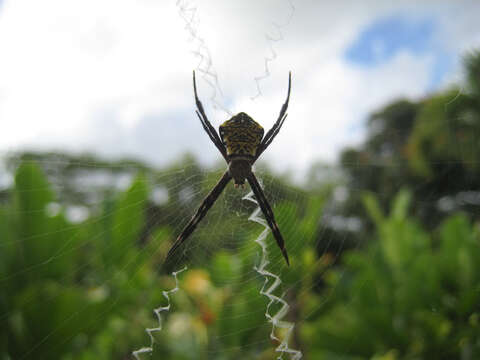 Image of Garden spider