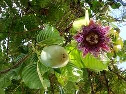 Imagem de Passiflora quadrangularis L.