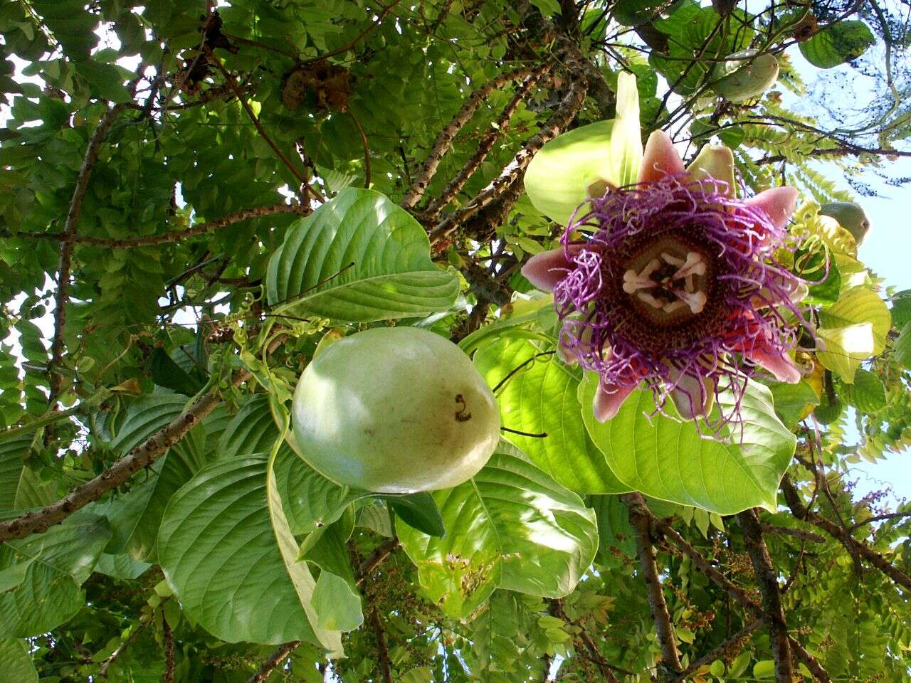 Imagem de Passiflora quadrangularis L.