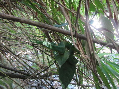 Image of Chen’s Bamboo pitviper