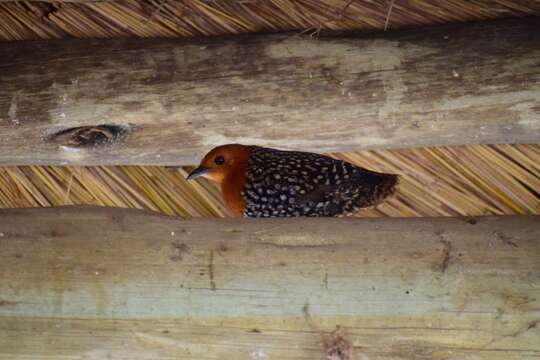 Image of Buff-spotted Flufftail