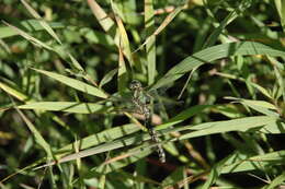 Image of Boreal Snaketail