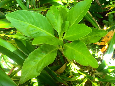 Image of Gynura sechellensis (Baker) Hemsl.