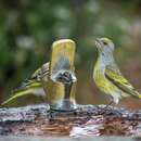 Image de Serin du Cap