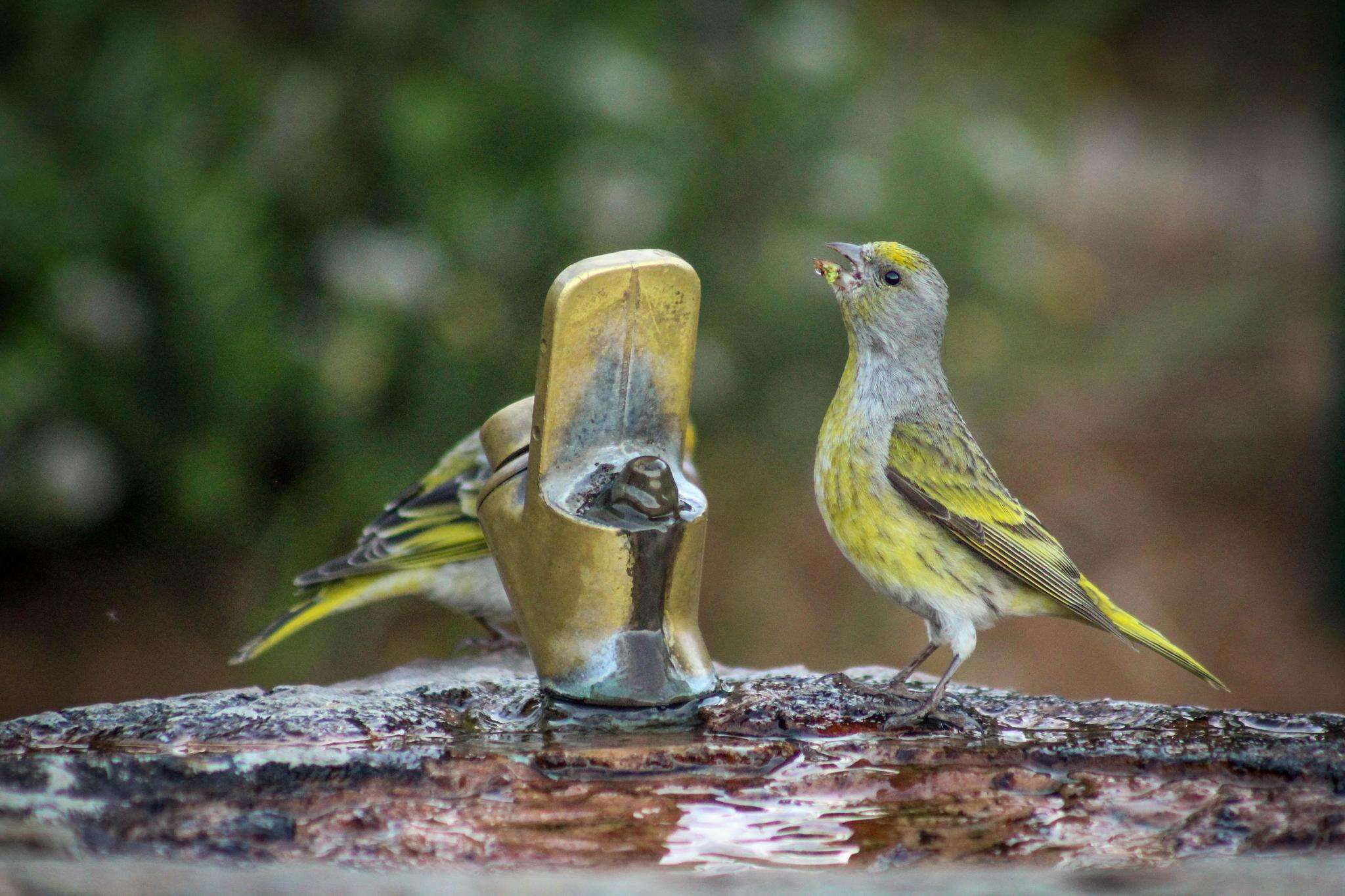 Image of Cape Canary