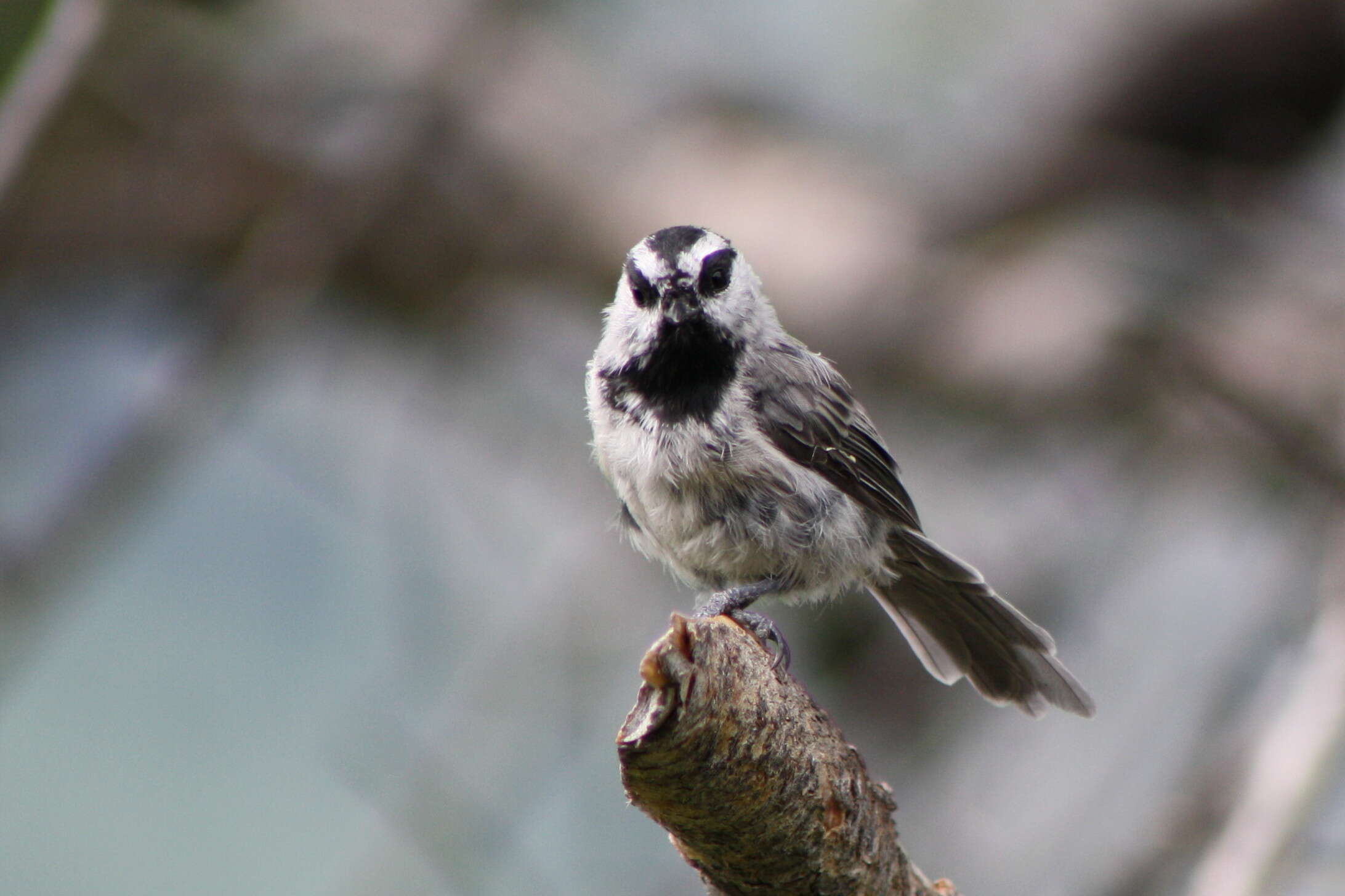 Image of Mountain Chickadee