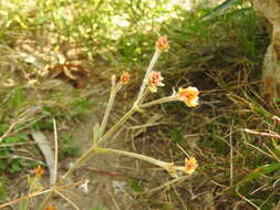 Image de Pfaffia tuberosa (Spreng.) Hicken