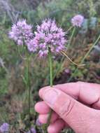 Image of Allium cretaceum N. Friesen & Seregin