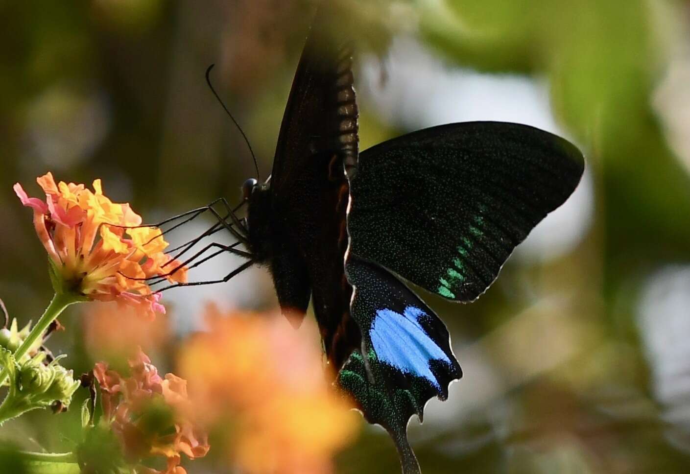 Image of Papilio paris Linnaeus 1758