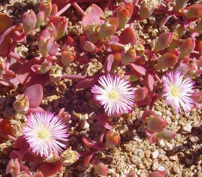 Image of Mesembryanthemum sladenianum L. Bol.