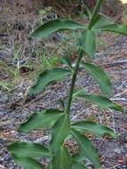 Image of Washington lily