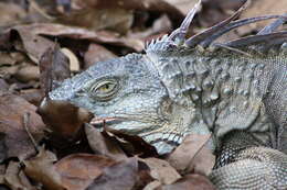 Image of Green iguana