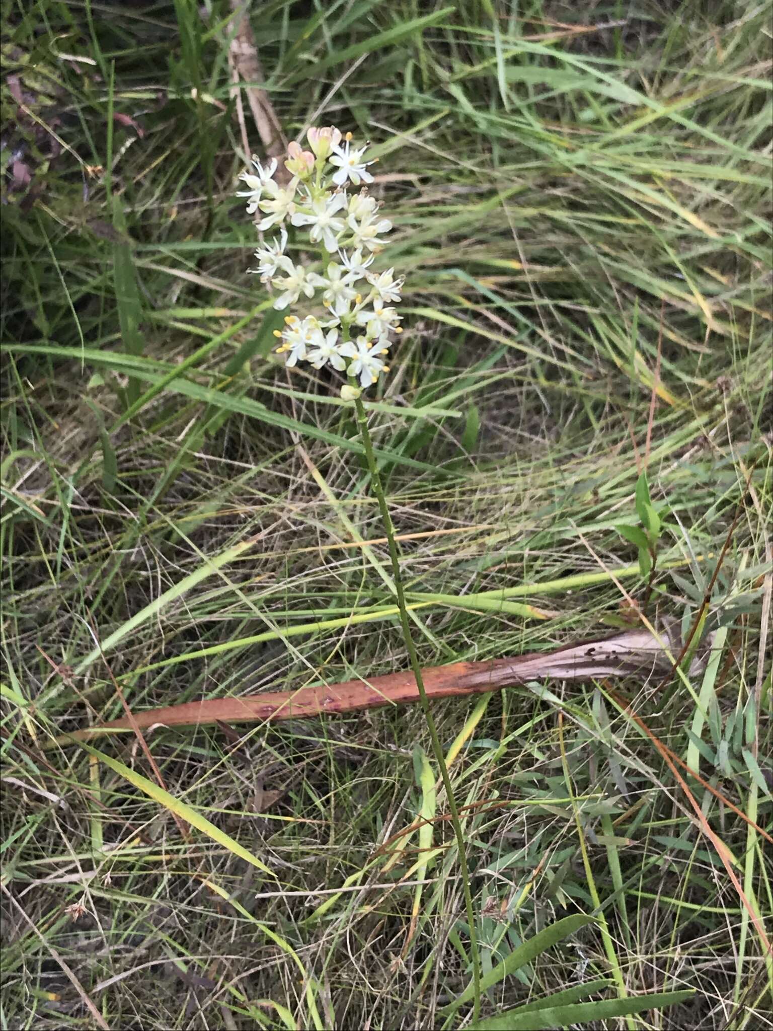 Image of coastal false asphodel