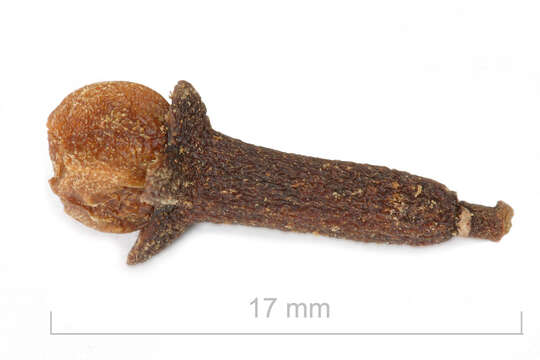 Image of clove