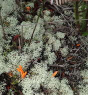 Image of Clavulinopsis luteoalba (Rea) Corner 1950